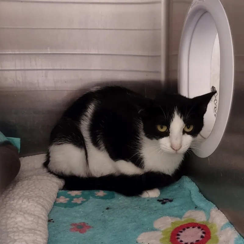 An adult small-sized female Black Domestic Short Hair cat named Betsy for adoption in Upland, CA