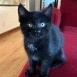 A baby small-sized male Domestic Medium Hair cat named Teddy for adoption in FAIRWAY, KS