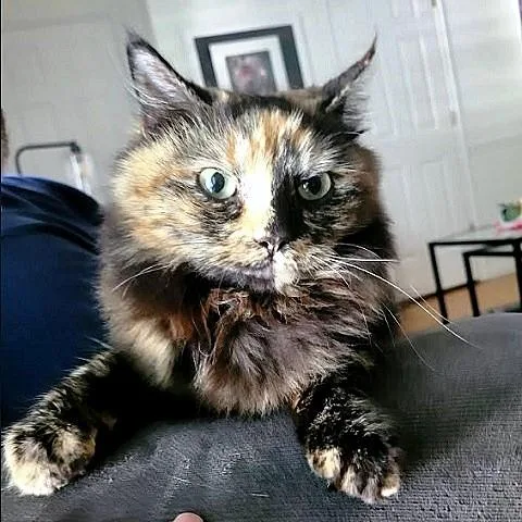 Piper LH Tortie