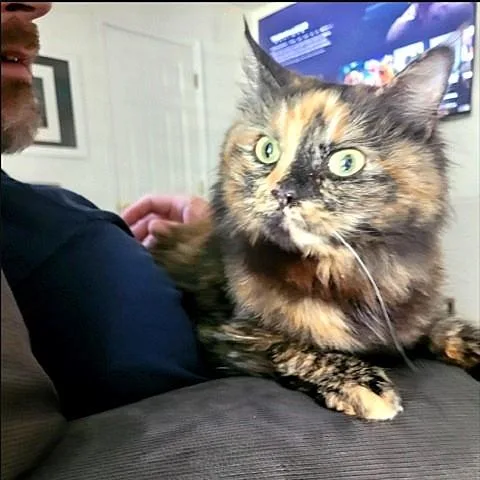 Piper LH Tortie thumbnail 2