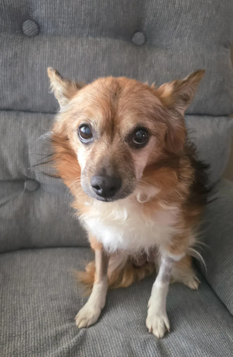 A senior small-sized male Pomeranian dog named Twizzler for adoption in Cedar Rapids, IA
