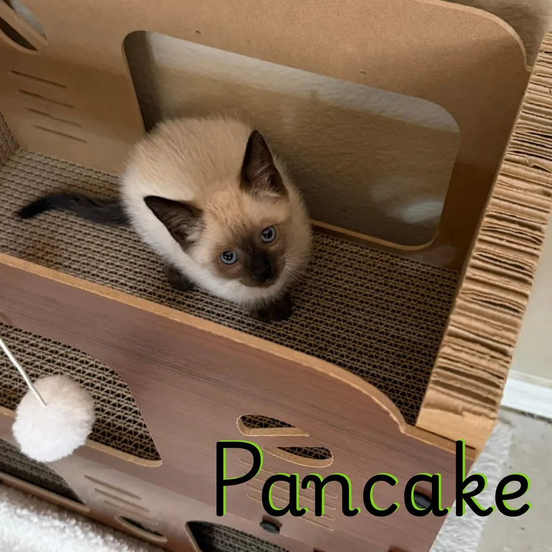 A baby small-sized male Siamese cat named Pancake for adoption in Glendale, AZ