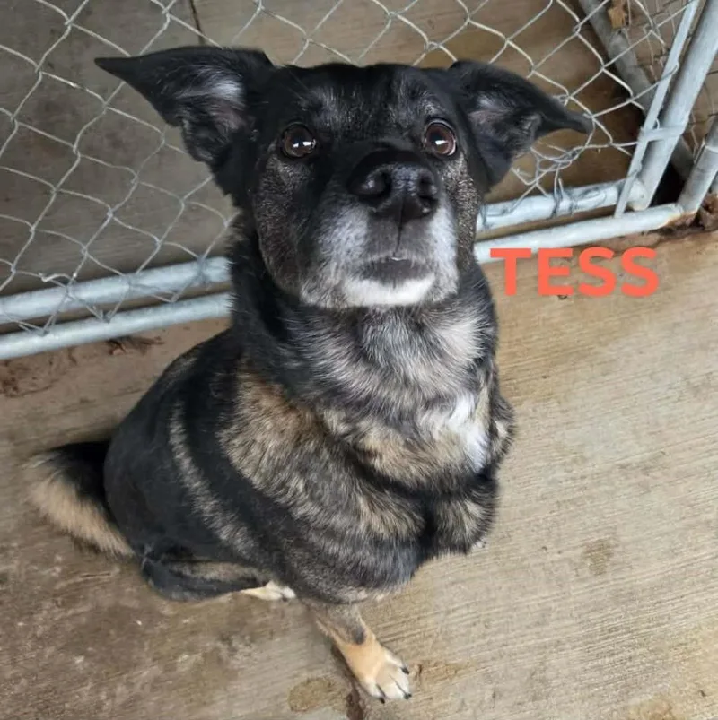 Tess