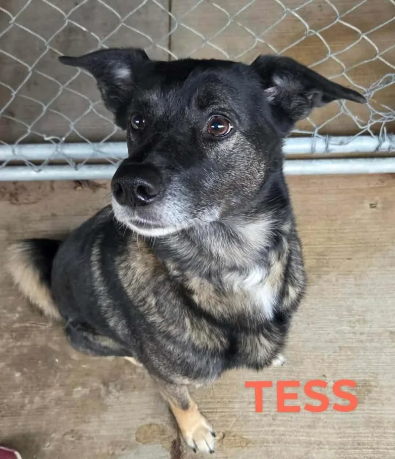 Tess thumbnail 2
