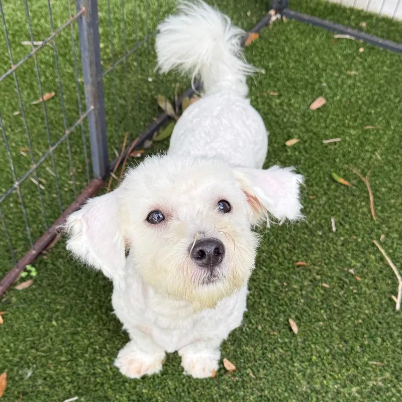 An adult small-sized male White / Cream Maltese dog named Peterpan for adoption in LOXAHATCHEE, FL
