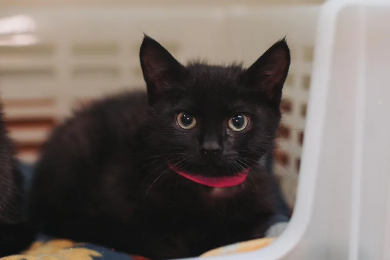 A young small-sized female Domestic Short Hair cat named A Metronome Petsmart West for adoption in North Charleston, SC