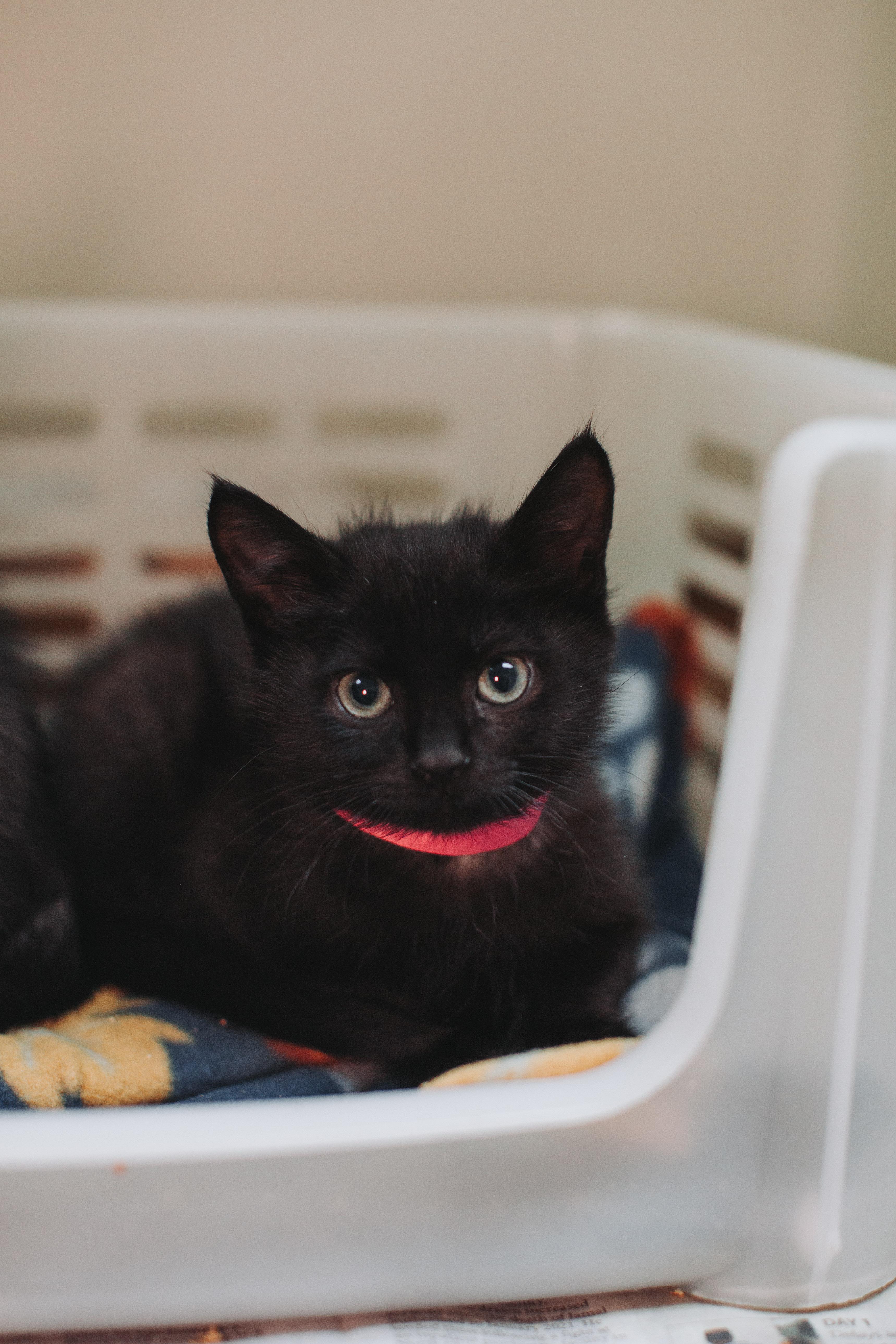 A Metronome Petsmart West thumbnail 2