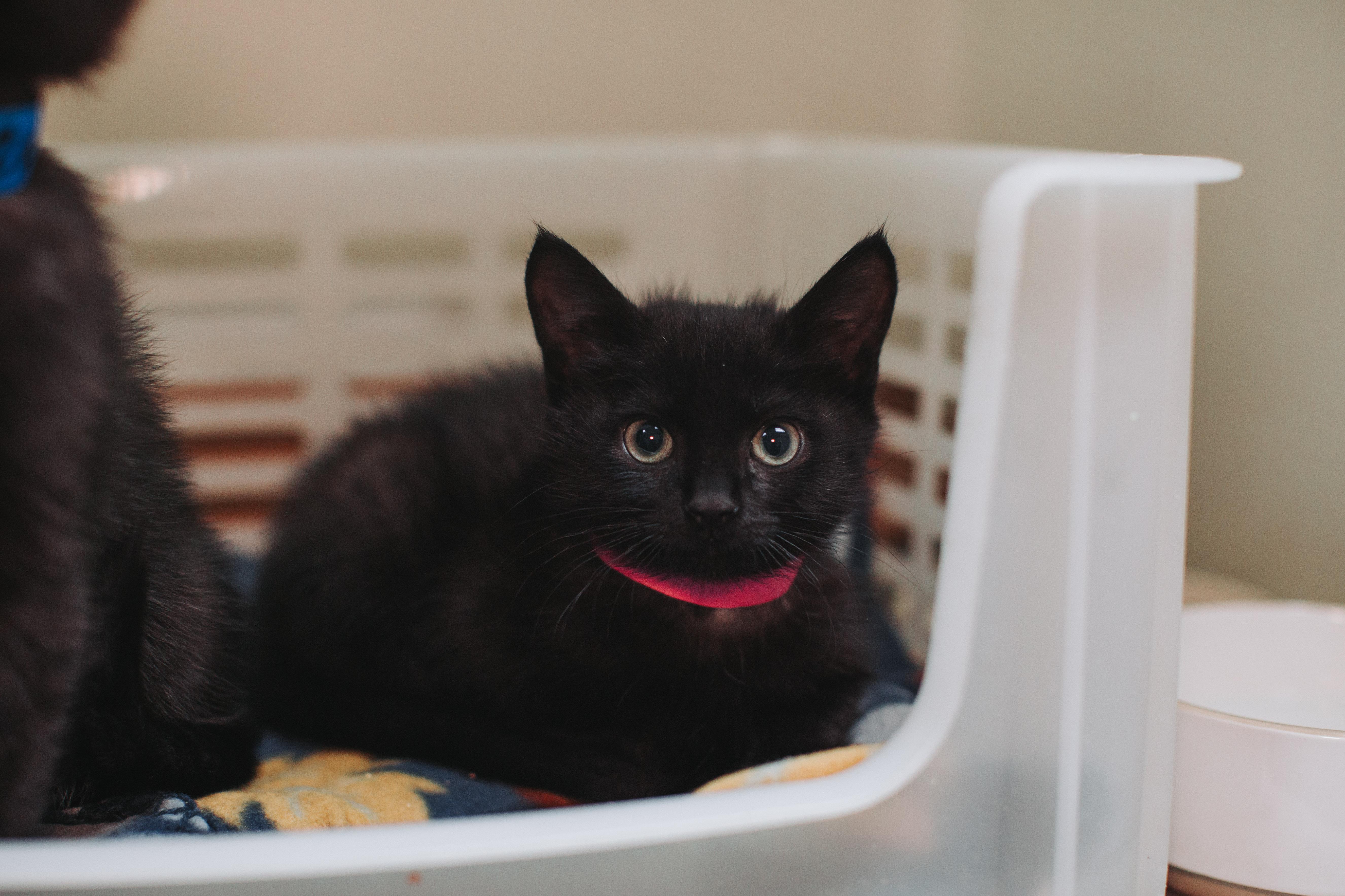 A Metronome Petsmart West thumbnail 3