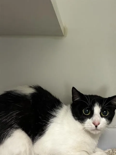 A young medium-sized female Domestic Short Hair cat named Karma for adoption in Camarillo, CA