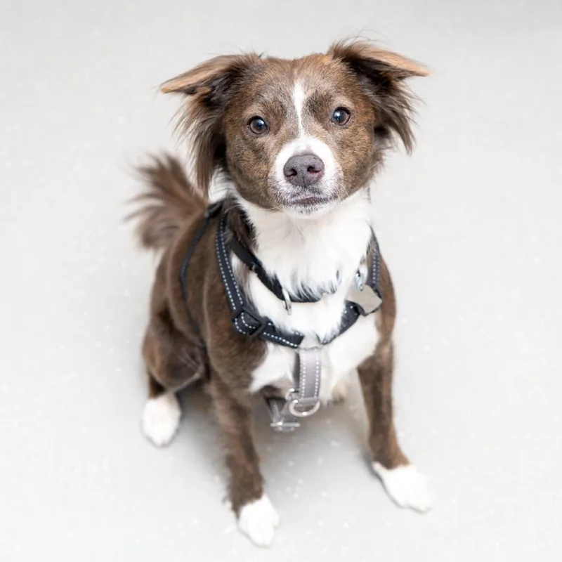 An adult small-sized male Gray / Blue / Silver Terrier dog named Alabaster Snowball for adoption in New York, NY