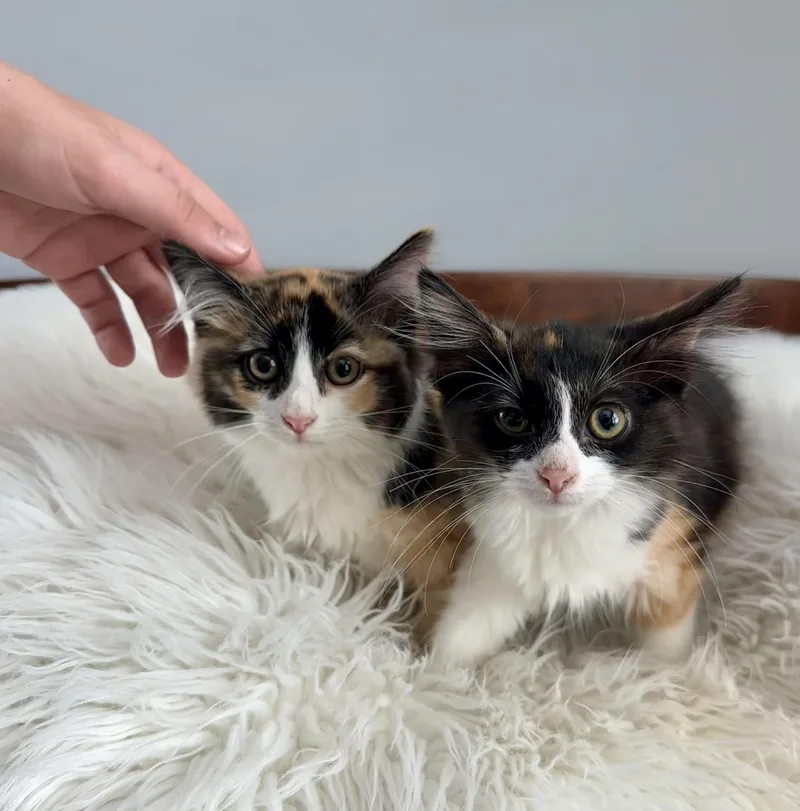 Sadie and Sarah thumbnail 2