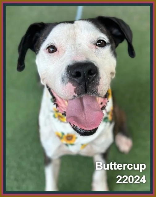 Buttercup