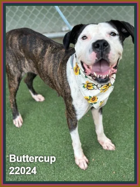 Buttercup thumbnail 2