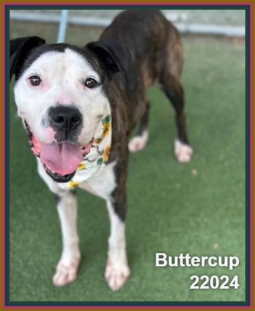 Buttercup thumbnail 3