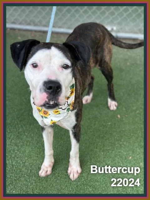 Buttercup thumbnail 4