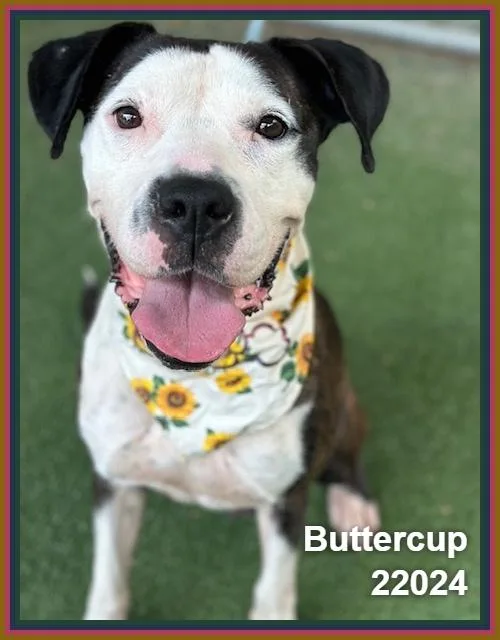 Buttercup thumbnail 5
