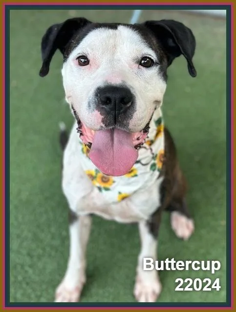 Buttercup thumbnail 6