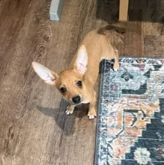 A baby small-sized male Chihuahua dog named Pepper Jack for adoption in Liverpool, TX
