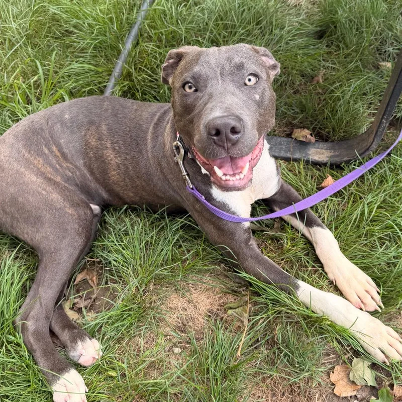 A young medium-sized male Brindle Pit Bull Terrier dog named Beaux for adoption in Indianapolis, IN