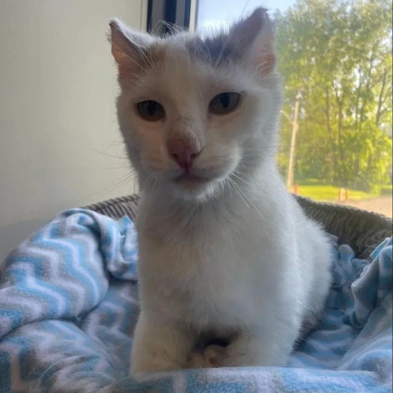 An adult medium-sized female Domestic Short Hair cat named Boo for adoption in South Bend, IN