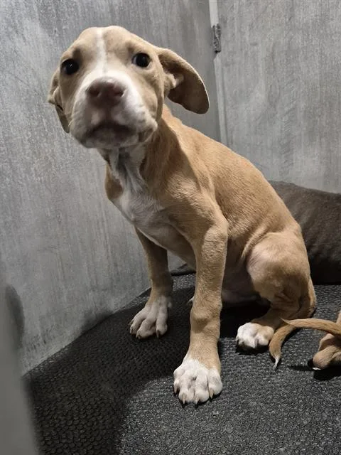 A baby small-sized male American Staffordshire Terrier dog named Sal for adoption in San Antonio, TX
