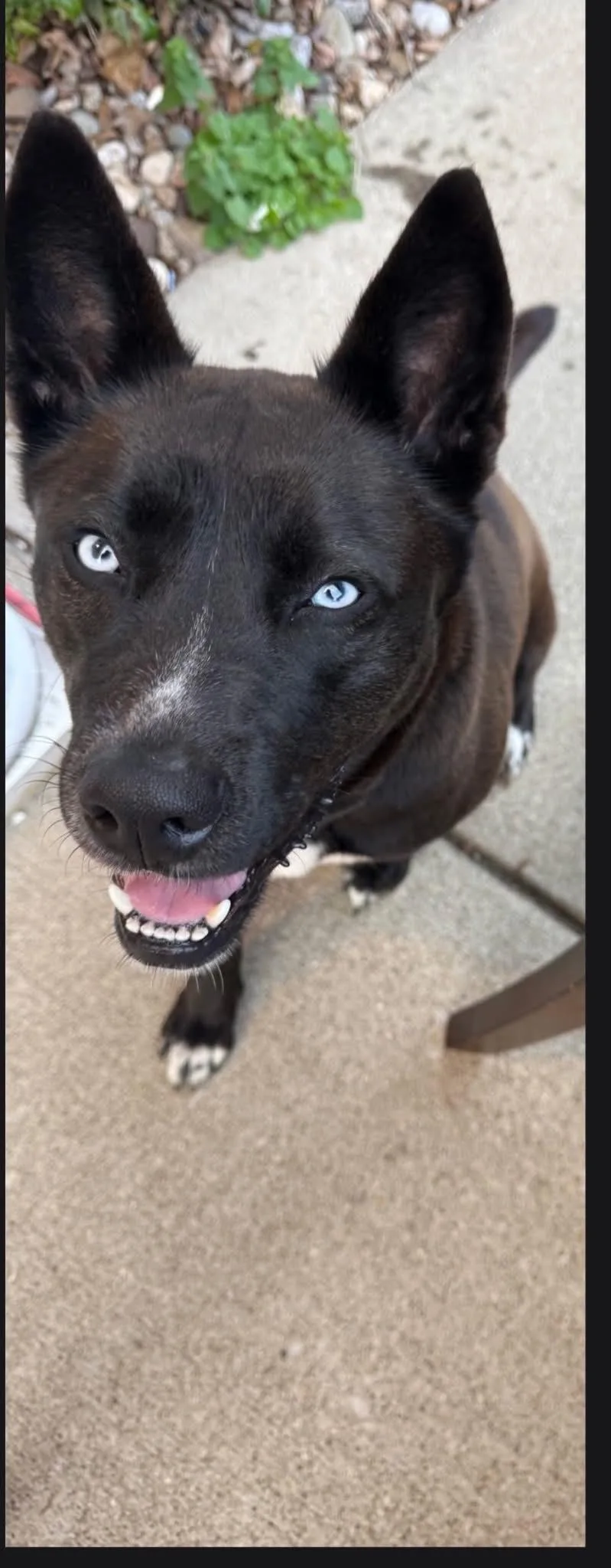 An adult medium-sized female Black Husky dog named Autumn for adoption in Richmond, KY