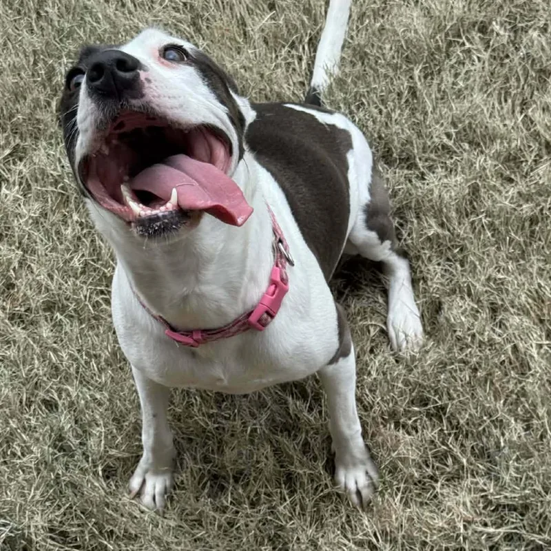 An adult small-sized female White / Cream Mixed Breed dog named Xoie for adoption in Memphis, TN