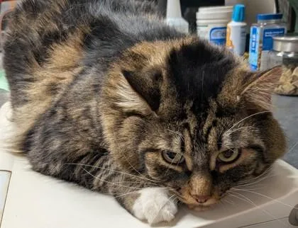 An adult medium-sized male Domestic Long Hair cat named Mars for adoption in Missoula, MT