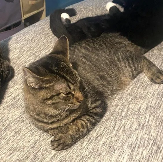 An adult medium-sized female Tabby (Brown / Chocolate) Tabby cat named Andromeda Constellation for adoption in Friendswood, TX