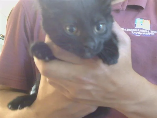 A baby small-sized female Domestic Short Hair cat named Barbie for adoption in Sacramento, CA
