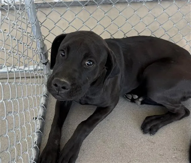 A young medium-sized male Labrador Retriever dog named Donnie for adoption in Bakersfield, CA