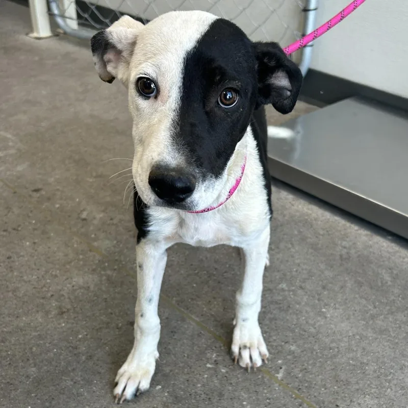 A baby medium-sized female Black Mixed Breed dog named Stormie for adoption in Las Cruces, NM