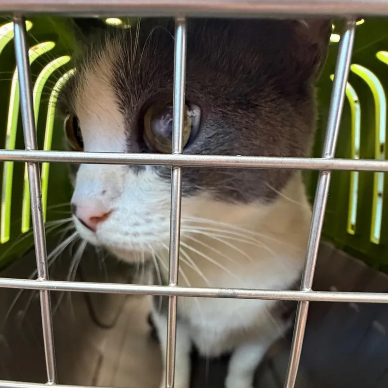 An adult large-sized female White Domestic Short Hair cat named Critter for adoption in Clearwater, FL