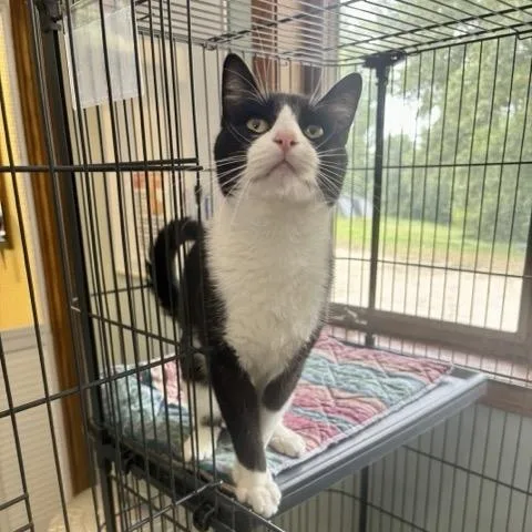 An adult medium-sized male Domestic Short Hair cat named Gonzo for adoption in Hutchinson, MN