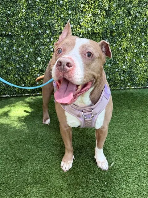A senior large-sized female Pit Bull Terrier dog named Belle for adoption in Naples, FL