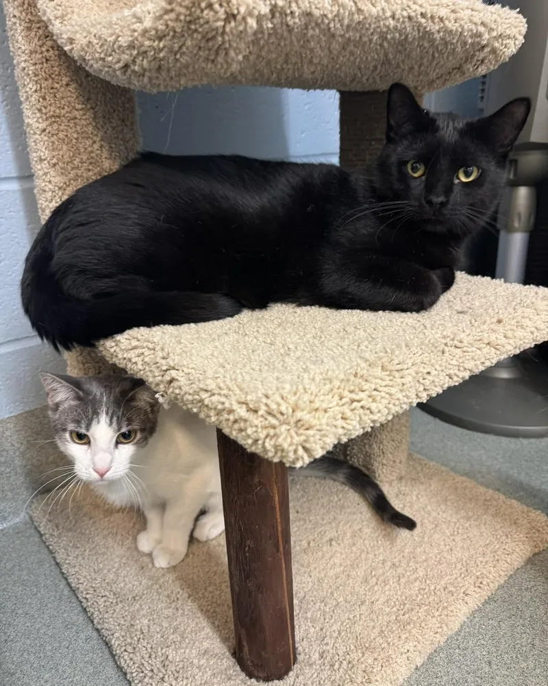 A young medium-sized female Black Domestic Short Hair cat named Baby Panthers for adoption in Bloomfield, NJ