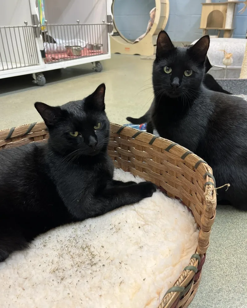 Baby Panthers thumbnail 3
