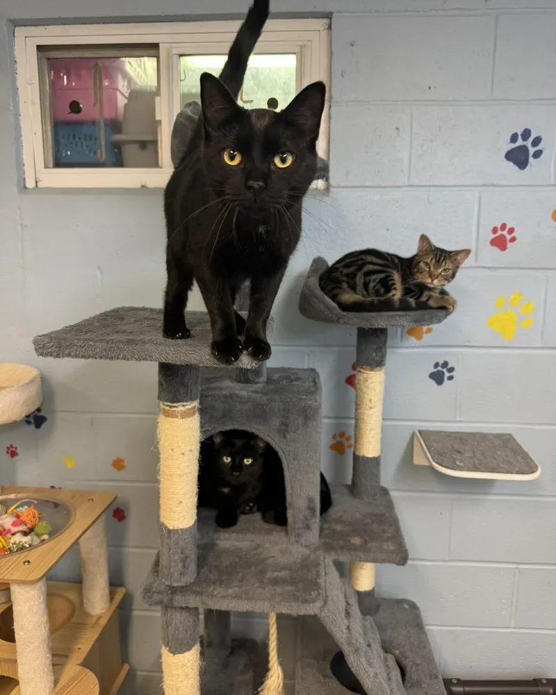 Baby Panthers thumbnail 5