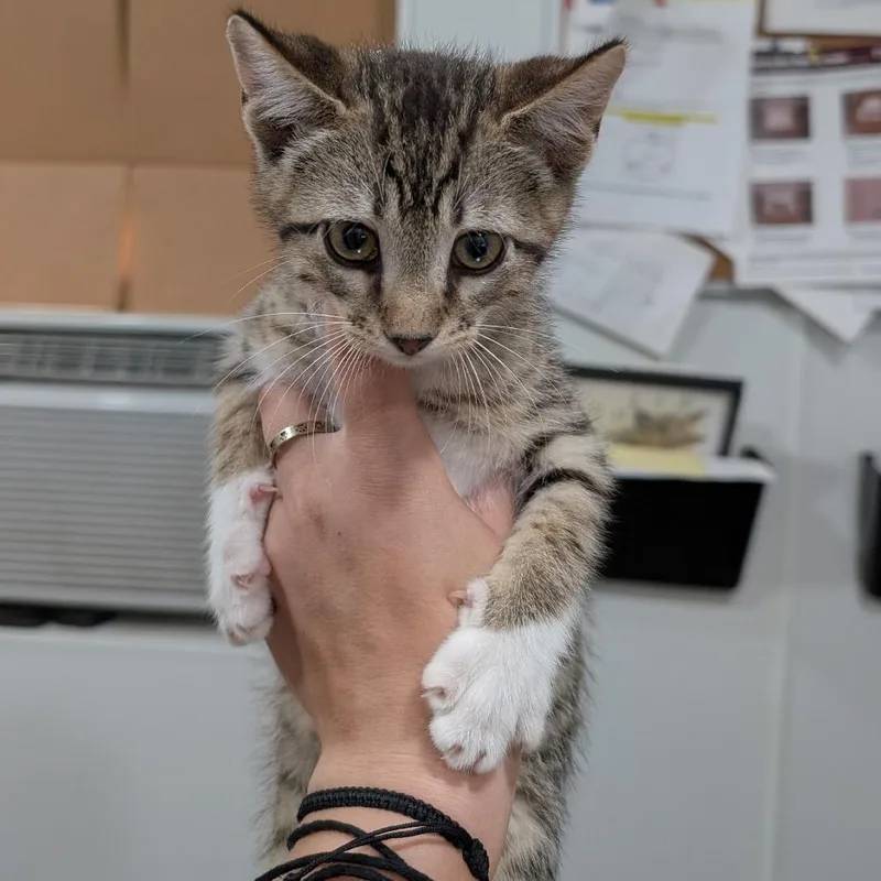 A baby small-sized male Brown / Chocolate Domestic Short Hair cat named Topo Chico for adoption in Buchanan Dam, TX