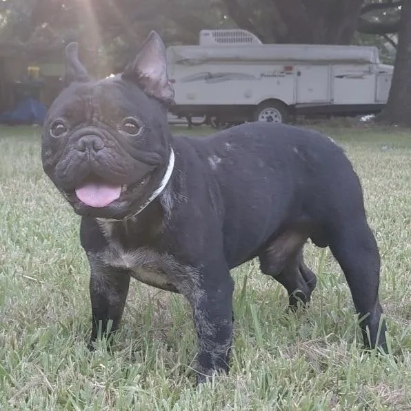 A young small-sized male French Bulldog dog named Sparky for adoption in Liverpool, TX