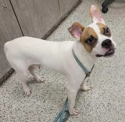 A young medium-sized male White / Cream Mixed Breed dog named Jamboree for adoption in Kansas City, MO