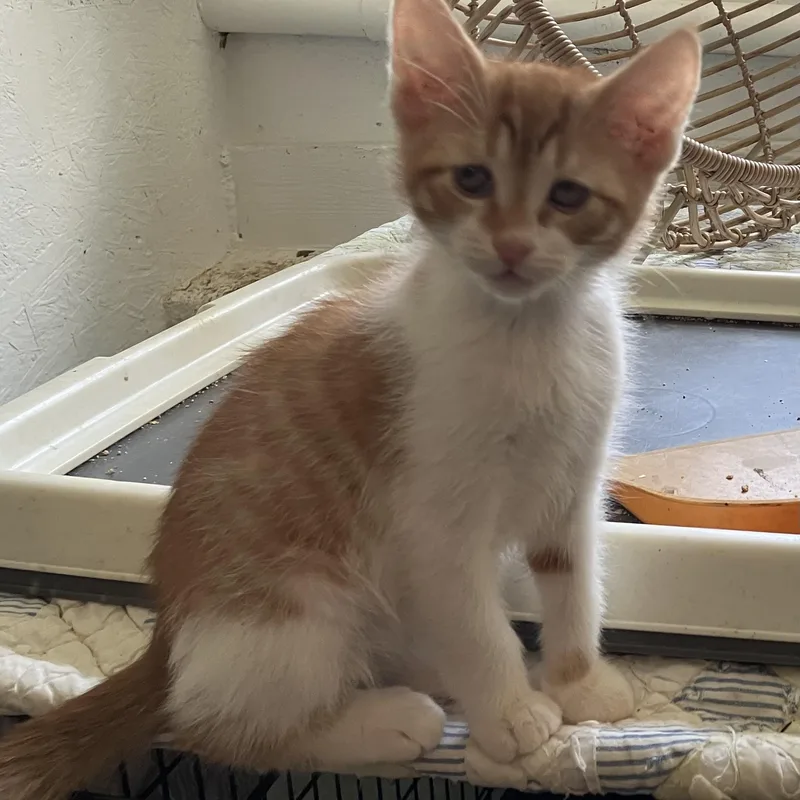 A baby medium-sized male Orange & White Turkish Van cat named Kenyon WIDEOPEN for adoption in Bethel, CT