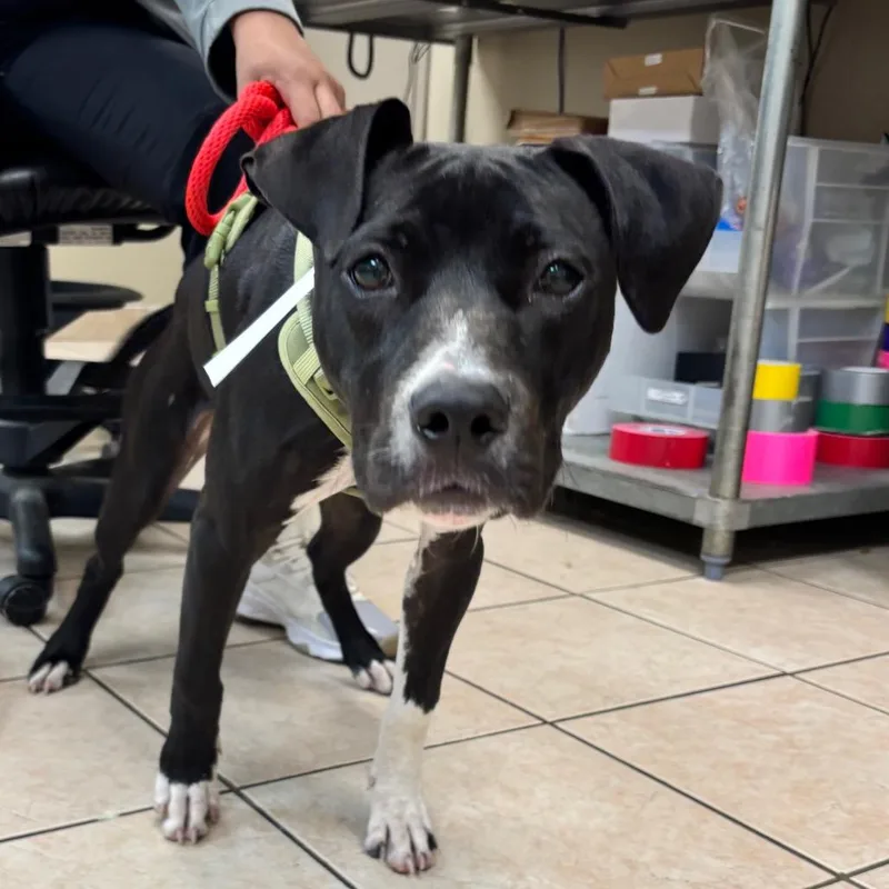 A young medium-sized male Black Pit Bull Terrier dog named Bentley for adoption in Birmingham, AL