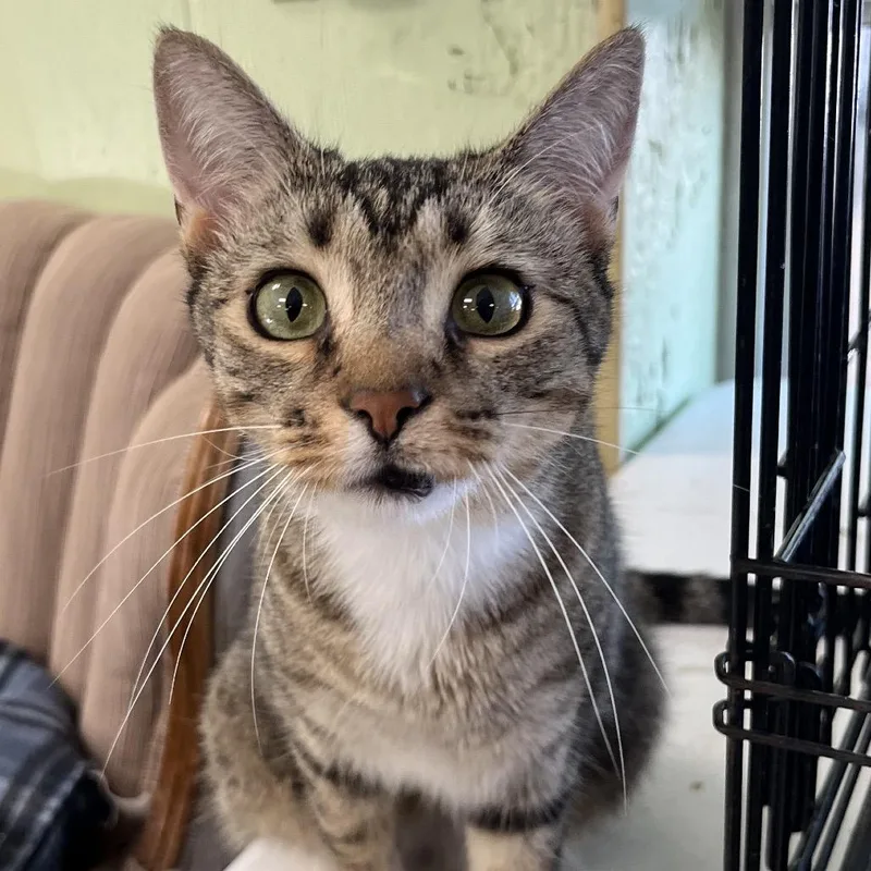A young medium-sized female Brown / Chocolate Domestic Short Hair cat named Sailor for adoption in Mount Juliet, TN
