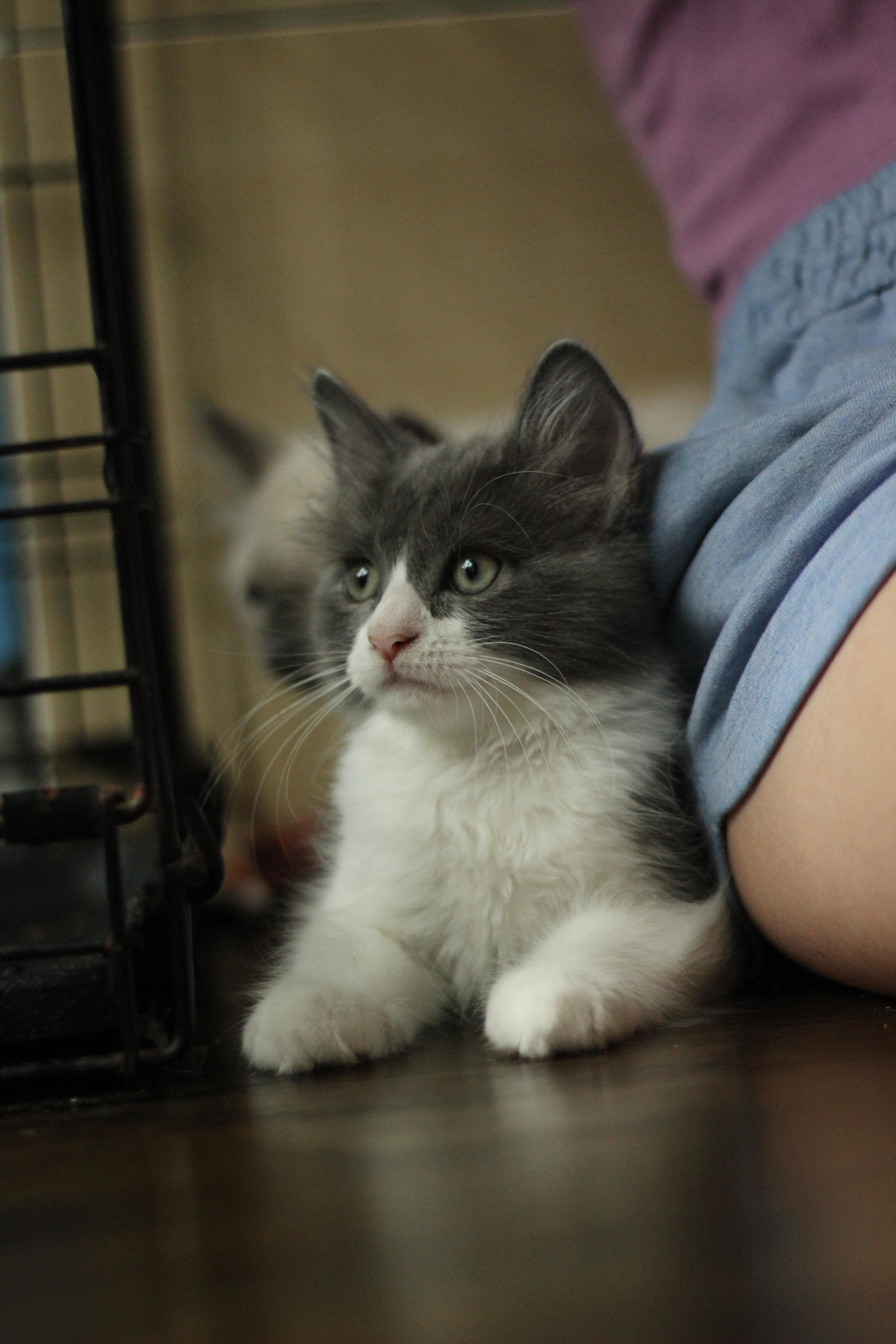 A baby small-sized male Domestic Medium Hair cat named Mr Johnson for adoption in Hillsborough, NC