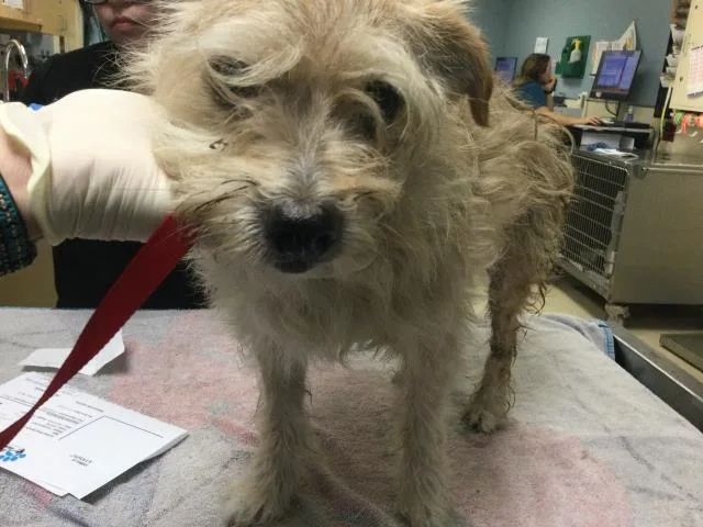 A senior small-sized male Terrier dog named Lunar for adoption in Riverside, CA