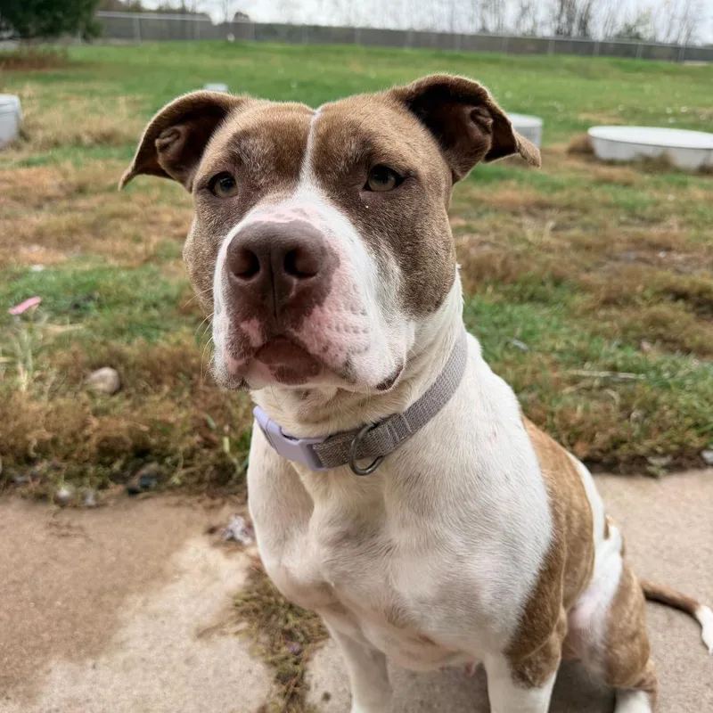 An adult large-sized female White / Cream Pit Bull Terrier dog named Cider for adoption in Chippewa Falls, WI