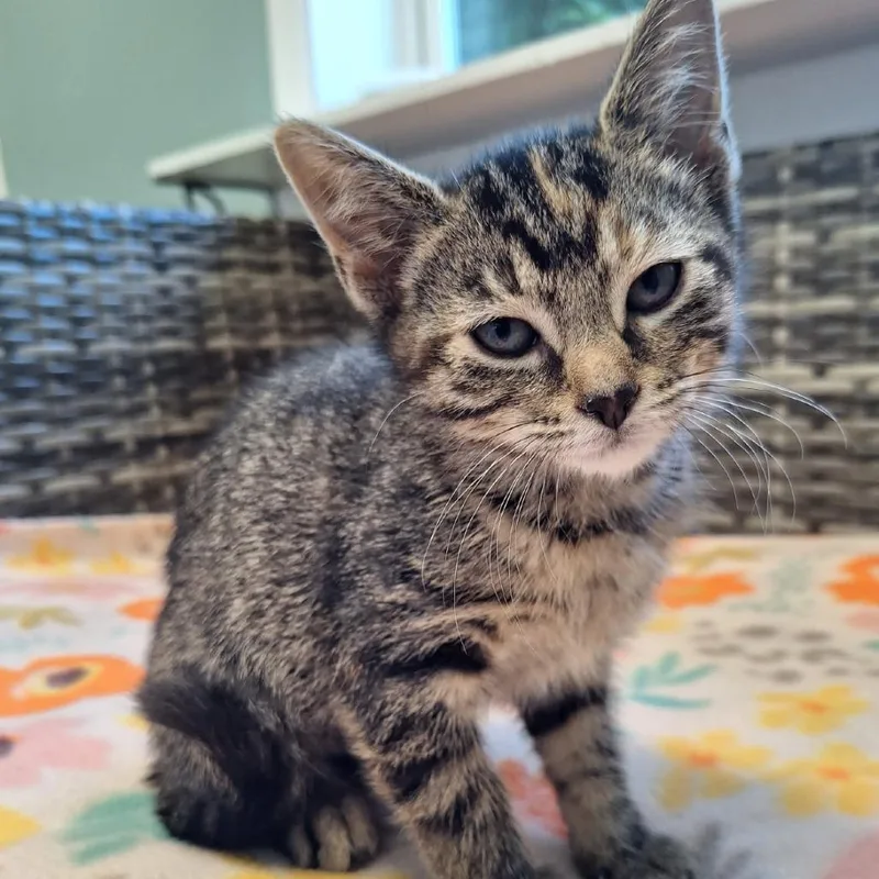 A baby small-sized female Brown / Chocolate Domestic Short Hair cat named Mary for adoption in Attica, NY