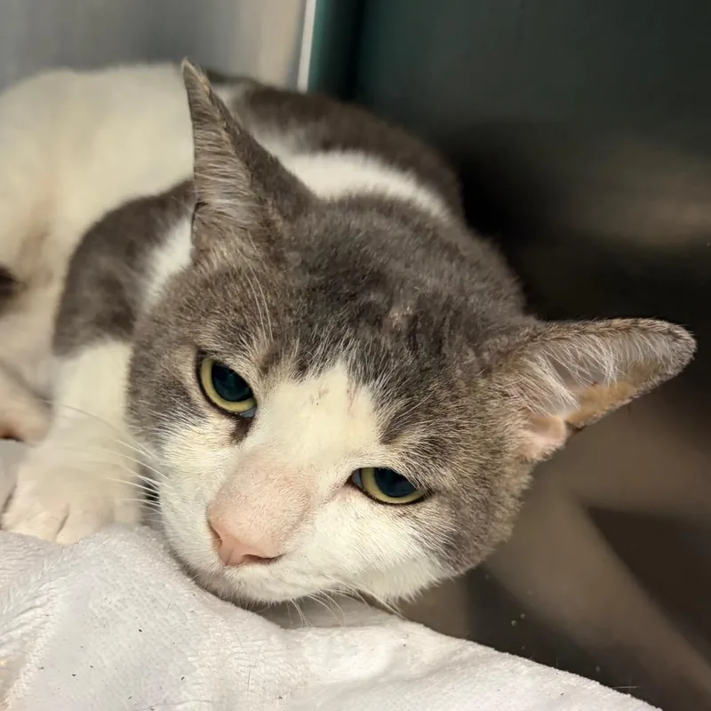 An adult large-sized male White Domestic Short Hair cat named Leo for adoption in Lake Jackson, TX