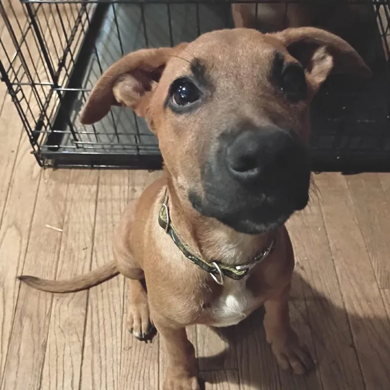 A baby medium-sized male German Shepherd Dog dog named Rocco for adoption in Overland Park, KS